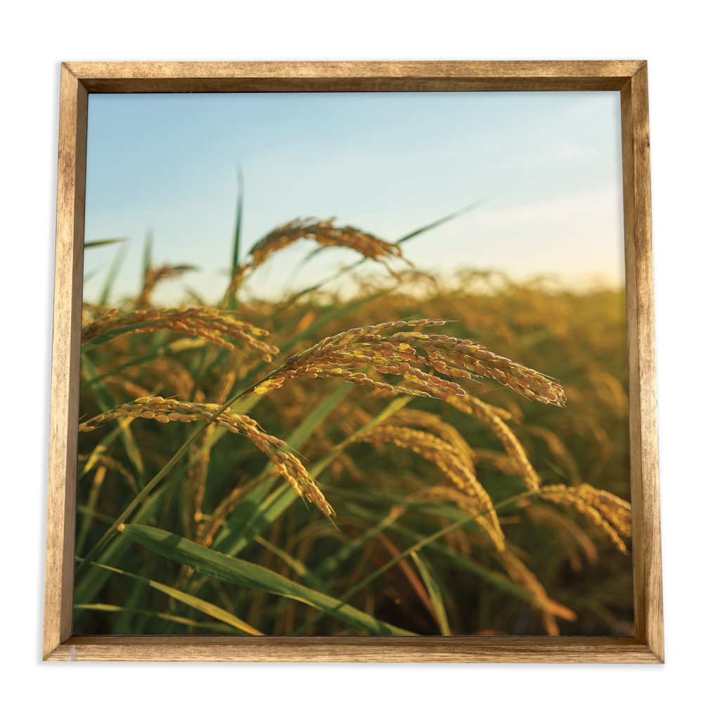 Barley 24″ x 24″ Print – stained frame